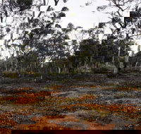 Woylie Walk Dryandra Woodland - Accommodation Brisbane