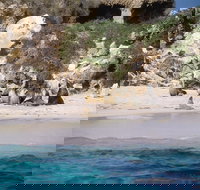 Australian Sea Lions - Accommodation Brisbane