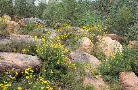 Ben Hall's Cave Walking Track - Accommodation Brisbane 0