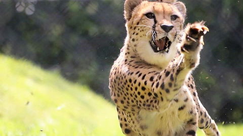 Billabong Zoo: Koala And Wildlife Park - Accommodation Brisbane 0