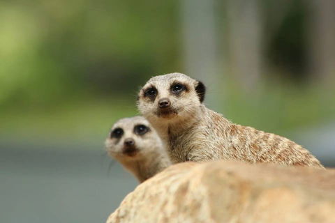Billabong Zoo: Koala And Wildlife Park - Accommodation Brisbane 1