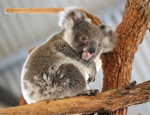 Billabong Zoo: Koala And Wildlife Park - Accommodation Brisbane 2