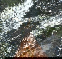 Bird Tree and Benaroon - Accommodation Brisbane