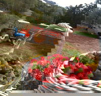 Blue Hills Berries and Cherries - Accommodation Brisbane