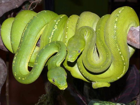 Canberra Reptile Zoo - Accommodation Brisbane 1