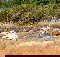 Cape Keraudren Nature Reserve - Accommodation Brisbane