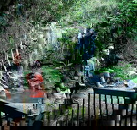 Curtis Falls track Tamborine National Park - Accommodation Brisbane