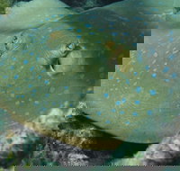 Fitzroy Island Dive Site - Accommodation Brisbane