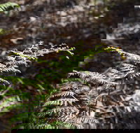 Langwarrin Flora and Fauna Reserve Walking Trails - Accommodation Brisbane