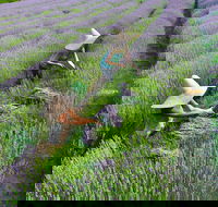 Lavandula Swiss Italian Farm - Accommodation Brisbane