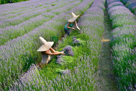 Lavandula Swiss Italian Farm - Accommodation Brisbane 0