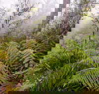 Link Trail - Gloucester Tops to Careys Peak - Accommodation Brisbane