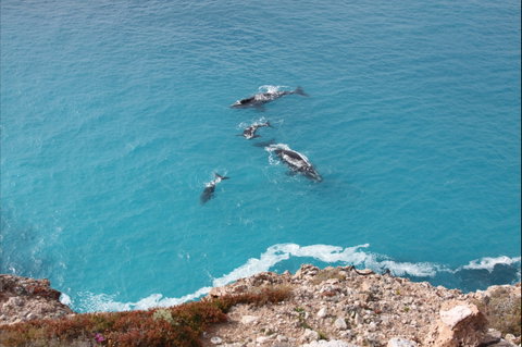 Nullarbor National Park - Accommodation Brisbane 0