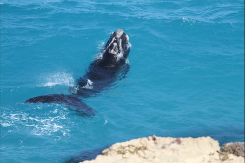 Nullarbor National Park - Accommodation Brisbane 2