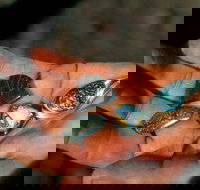 Opalton - Accommodation Brisbane