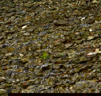 Potoroo Falls picnic area - Accommodation Brisbane