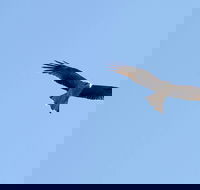 Yanga Lake Red Gum Bird Hide - Accommodation Brisbane