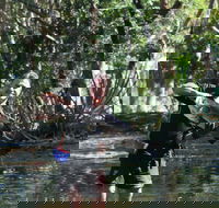 Barra Feeding - Accommodation Brisbane