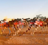 Broken Hill Camels - Accommodation Brisbane