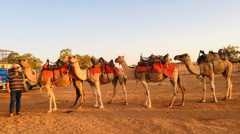 Broken Hill Camels - Accommodation Brisbane 0