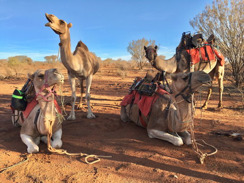 Broken Hill Camels - Accommodation Brisbane 1