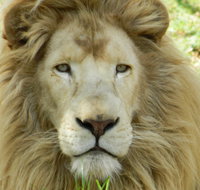 Darling Downs Zoo - Accommodation Brisbane