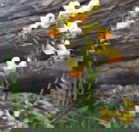 Dawn Atwell Nature Reserve - Accommodation Brisbane