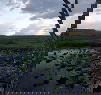 Fogg Dam Conservation Reserve - Accommodation Brisbane