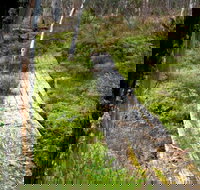 Gloucester Tops circuit - Accommodation Brisbane