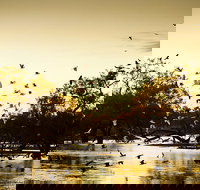 Kinchega Homestead Billabong Walk - Accommodation Brisbane