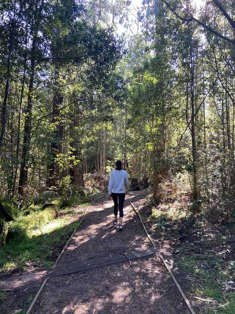 Lyrebird Circuit Walk - Accommodation Brisbane 0