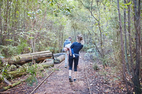 Lyrebird Circuit Walk - Accommodation Brisbane 1