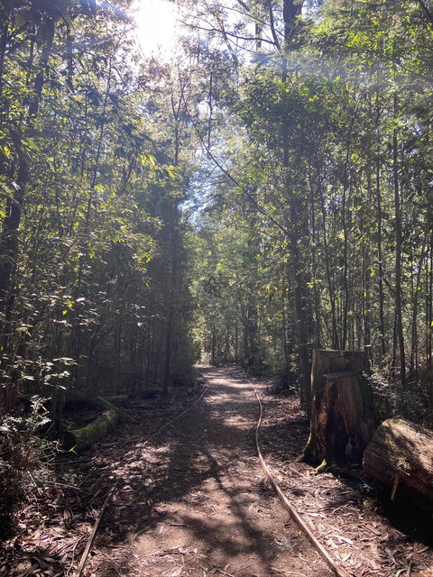 Lyrebird Circuit Walk - Accommodation Brisbane 2