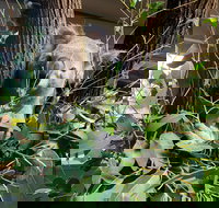 Macadamia Castle - Accommodation Brisbane