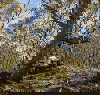 Mount Barrington picnic area - Accommodation Brisbane