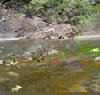 Mount Boss State Forest - Accommodation Brisbane