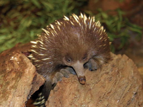 Platypus House - Accommodation Brisbane 2