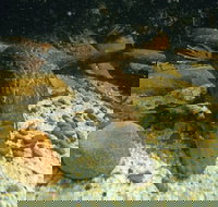 Platypus Pool - Accommodation Brisbane