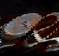 Shellharbour City Museum formerly Tongarra Museum - Accommodation Brisbane