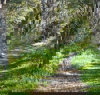 Stoodley Forest Walk and Arboretum - Accommodation Brisbane