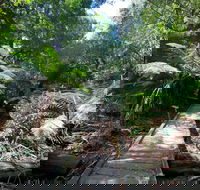 Wirrawilla Rainforest Walk - Accommodation Brisbane