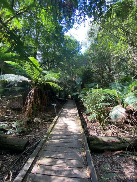 Wirrawilla Rainforest Walk - Accommodation Brisbane 0