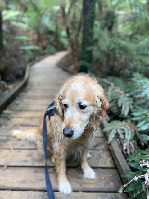 Wirrawilla Rainforest Walk - Accommodation Brisbane 1