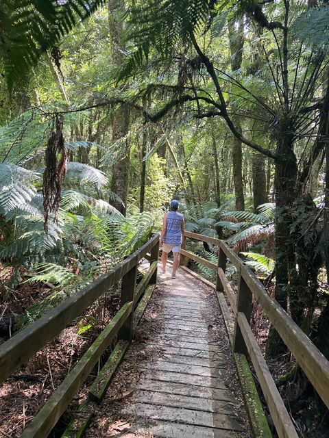 Wirrawilla Rainforest Walk - Accommodation Brisbane 2