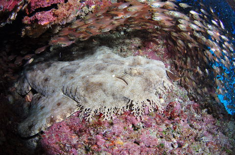 Anchor Bommie Dive Site - Accommodation Brisbane 1