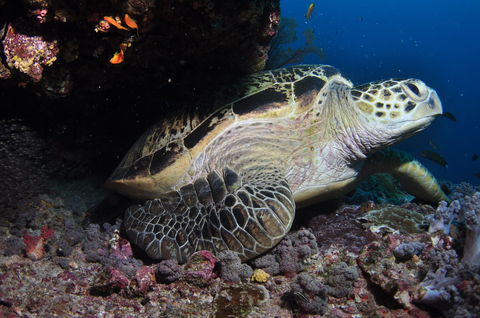 Anchor Bommie Dive Site - Accommodation Brisbane 2