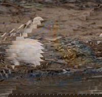 Bird watching at the Goan water hole - Accommodation Brisbane