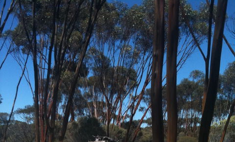 Boorabbin National Park - Accommodation Brisbane 0