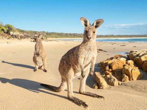 Diamond Head Beach - Accommodation Brisbane 0