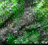 Djiru National Park - Accommodation Brisbane